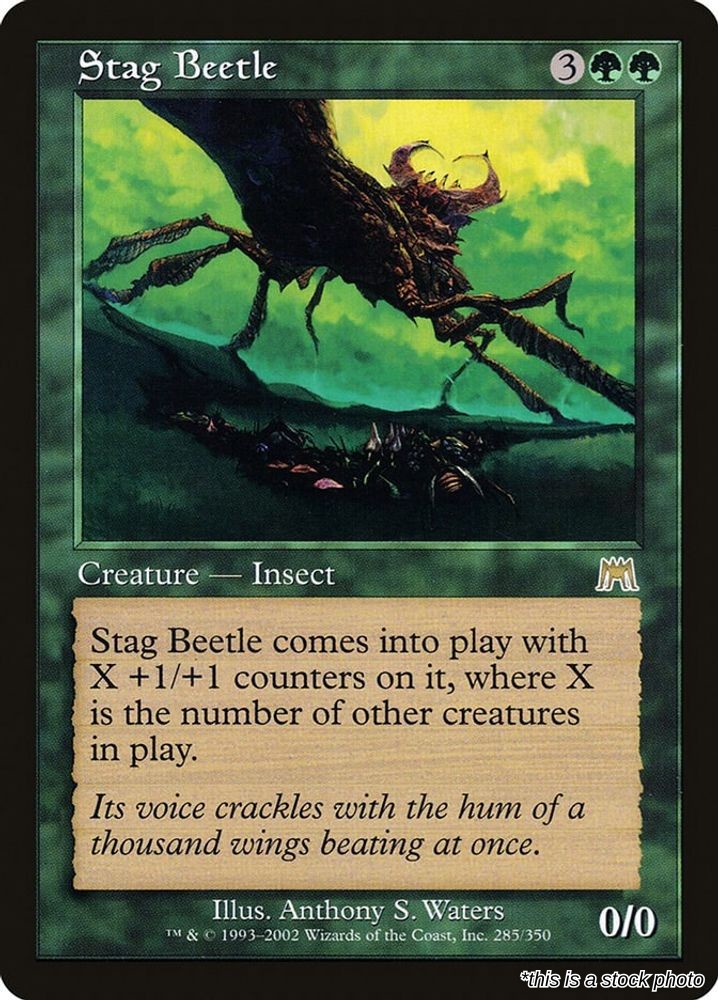 Stag Beetle