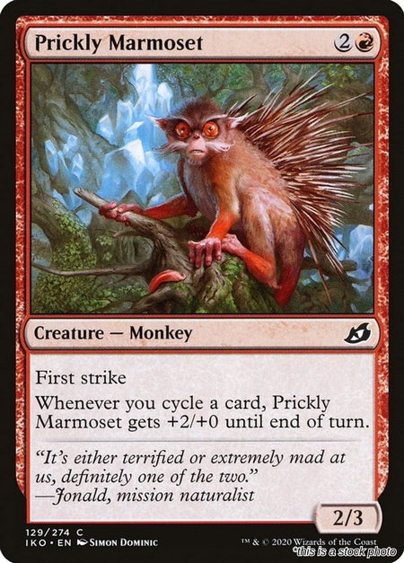 Prickly Marmoset