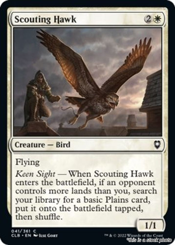 Scouting Hawk