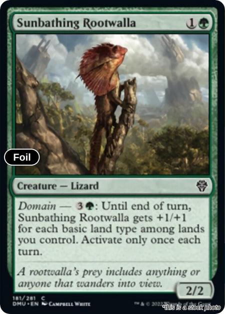Sunbathing Rootwalla