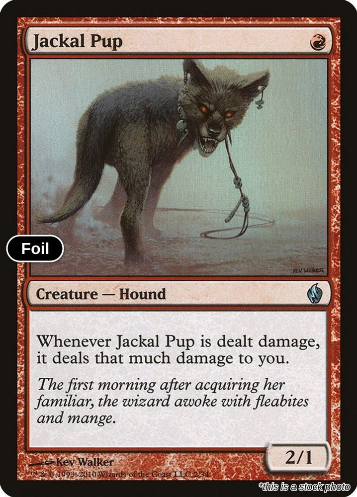 Jackal Pup
