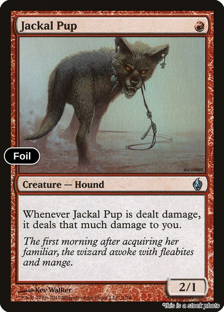 Jackal Pup