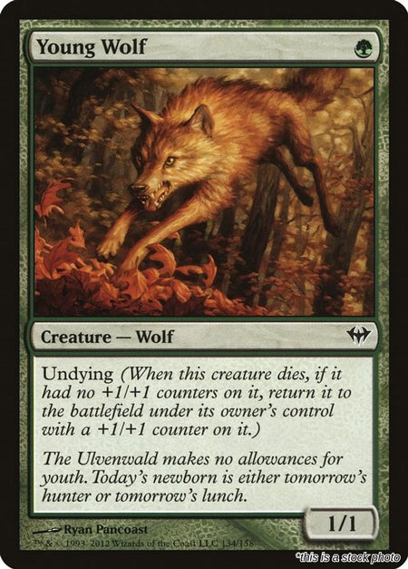 Young Wolf