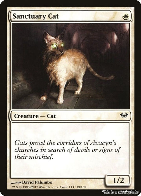 Sanctuary Cat